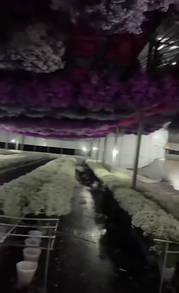 Preserved flower bunches hanging in a drying room