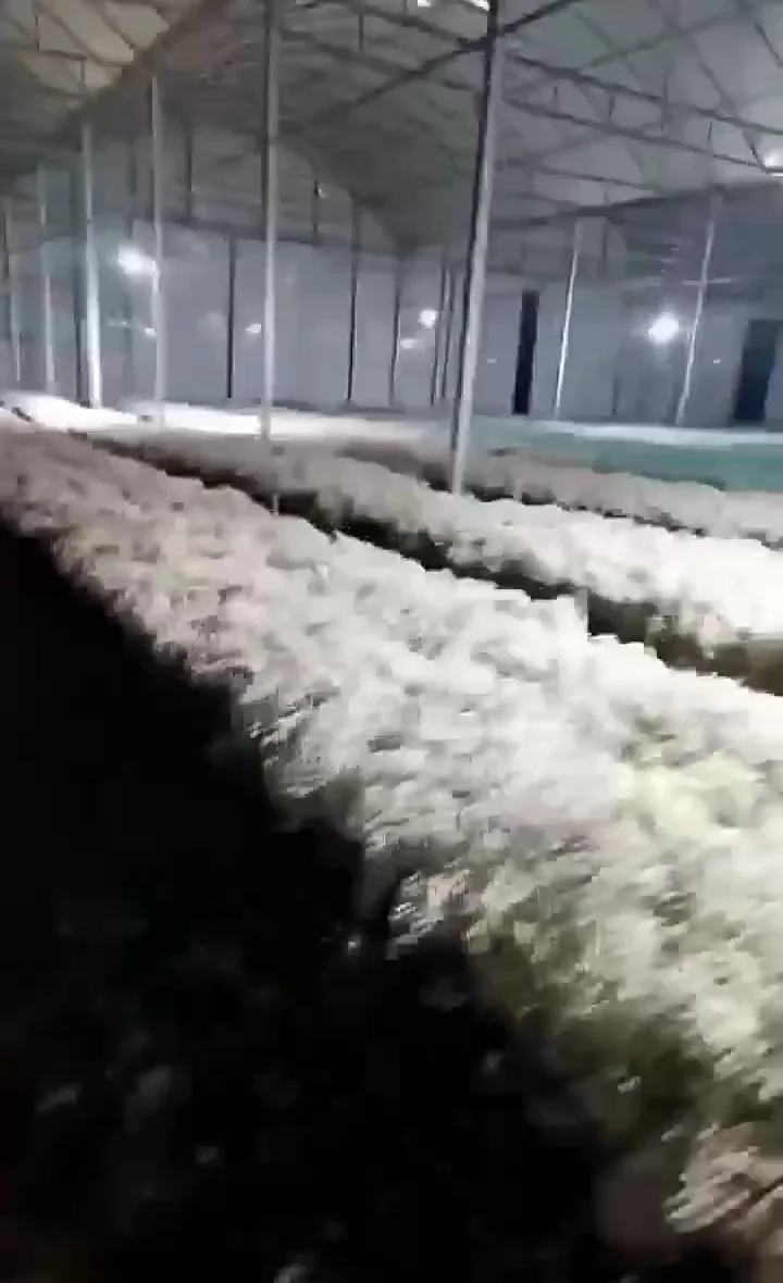 Large-scale drying area with organized flower bunches